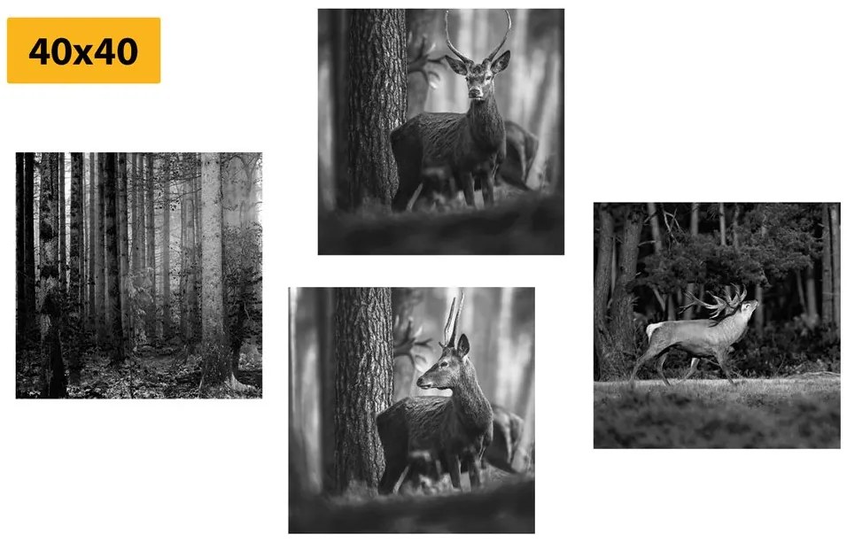 Set di quadri – Animali del bosco in bianco e nero