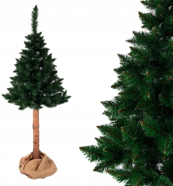 Insolito pino himalayano natalizio su ceppo 220 cm