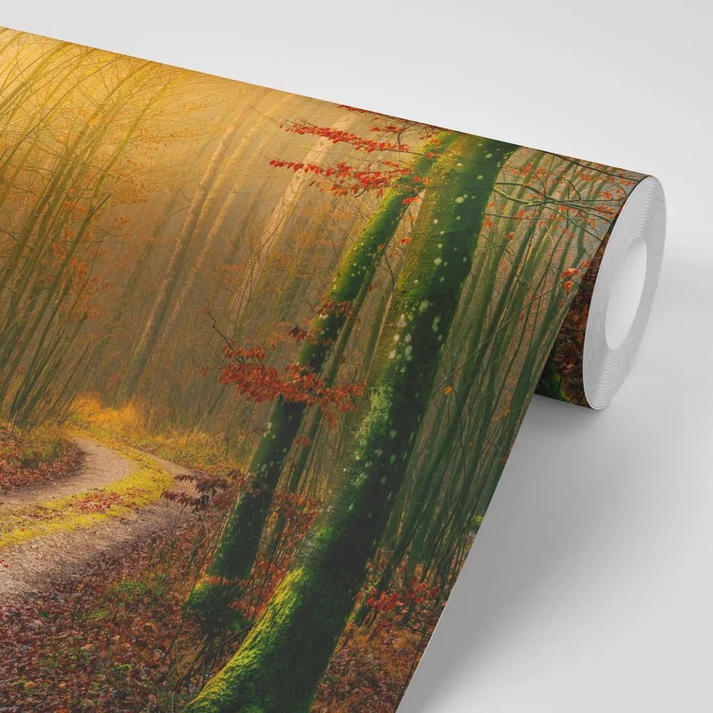 Carta da parati autoadesiva – Sentiero nel bosco