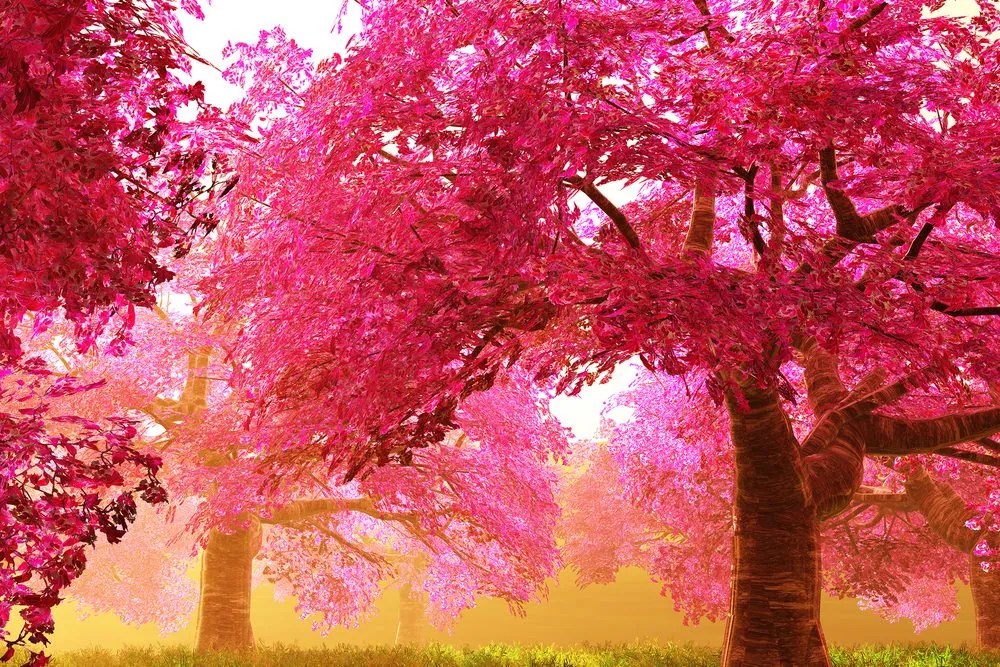 Quadro su tela – Magici alberi di ciliegio in fiore
