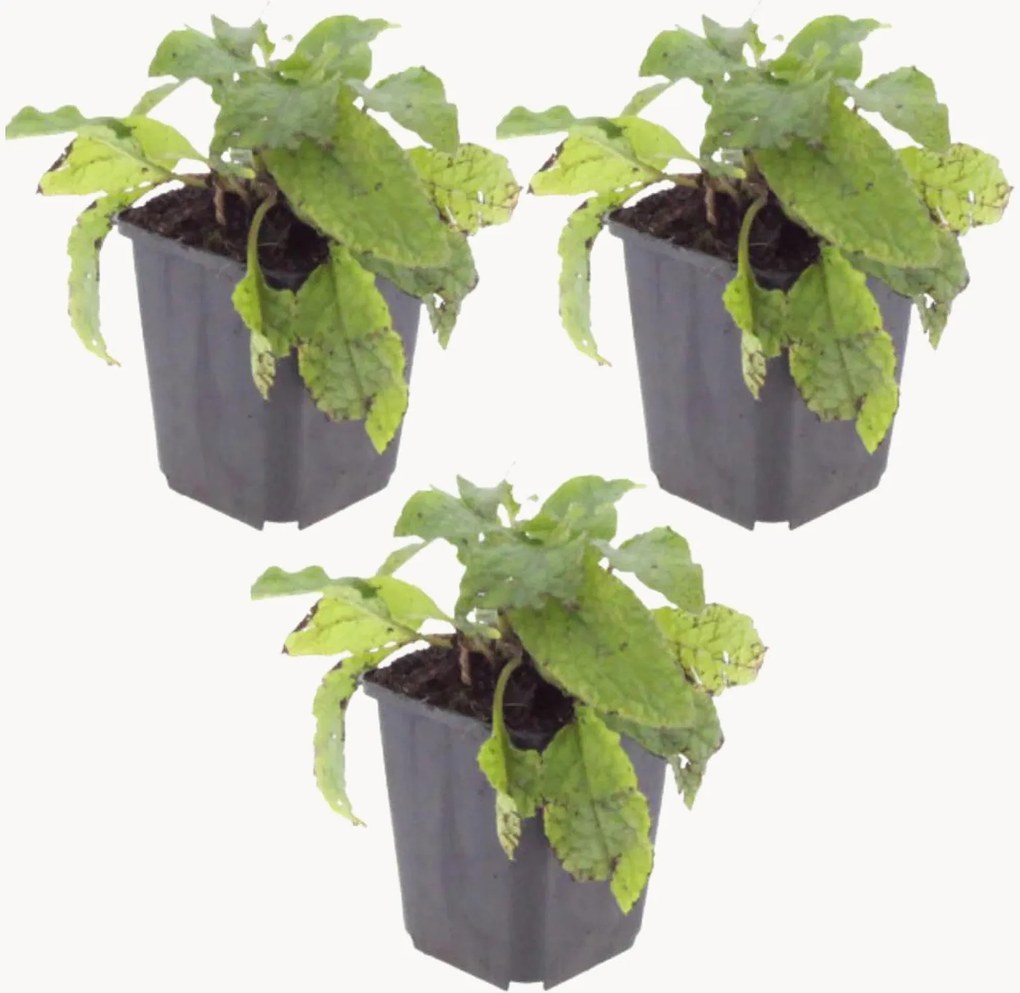 Set di 3 piante vere Comfrey Symphytum Grandiflorum