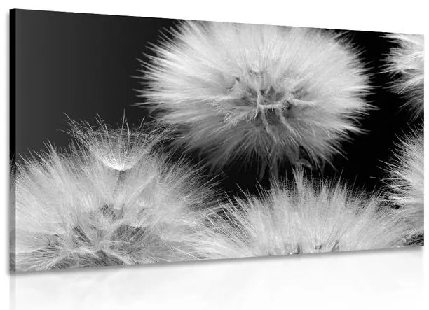 Quadro su tela – Dente di leone in bianco e nero
