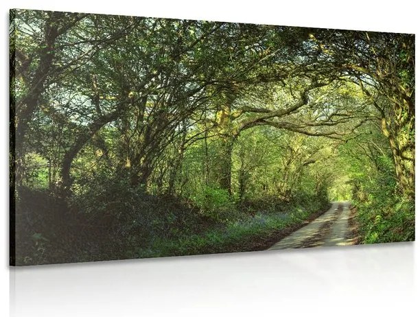 Quadro su tela – Foresta da fiaba