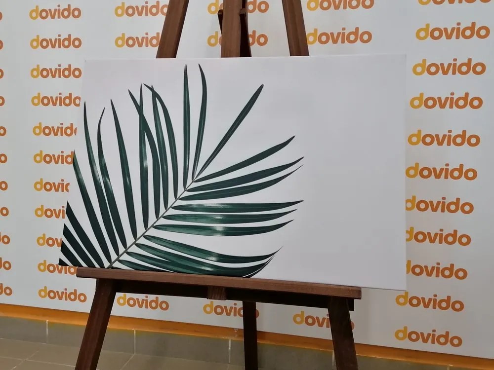 Quadro su tela – Splendido foglia di palma