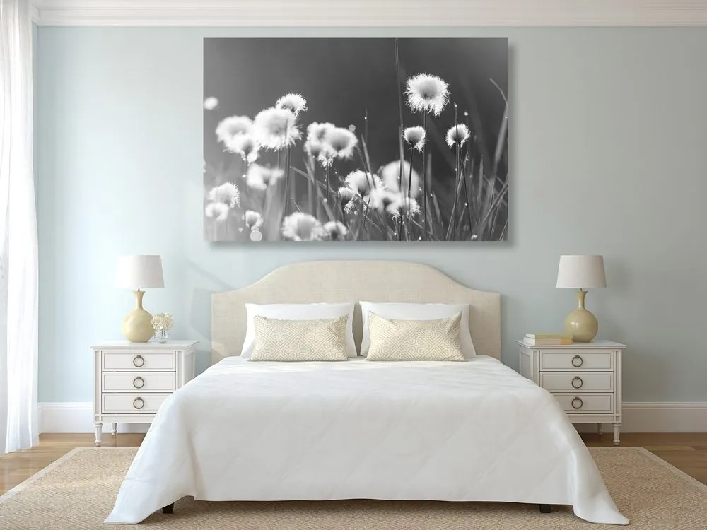 Quadro su tela – Erba di cotone in bianco e nero