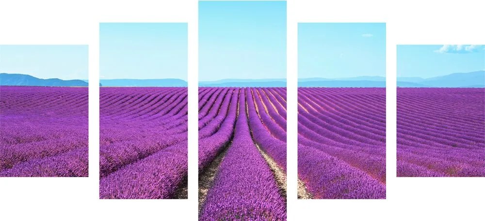 Quadri 5 pezzi – Campo di lavanda infinito