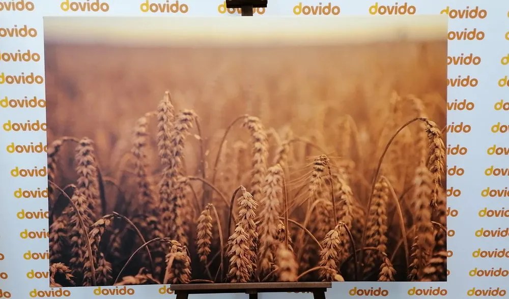 Stampa su tela – Campo di grano