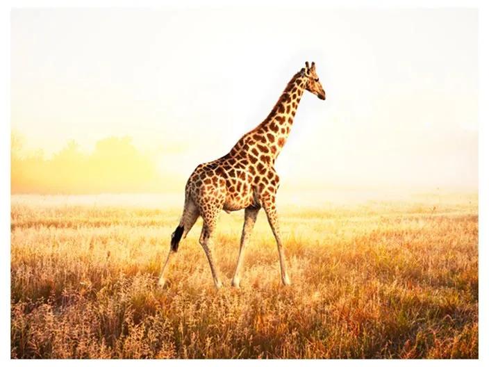 Fotomurale giraffa passeggiata