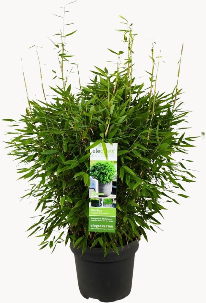 Pianta vera XL Fargesia Moontears Boobux