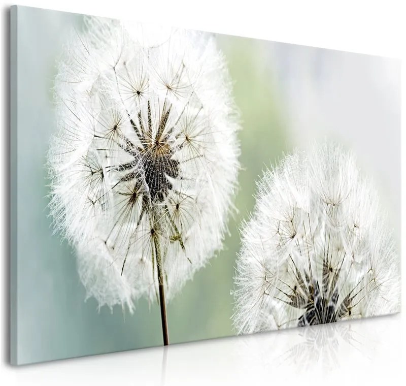 Quadro Fluffy Dandelions (1 Part) Green Wide  Colore Bianco, Dimensioni e Misure 100x45