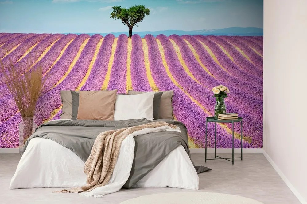Carta da parati – Campo di lavanda provenzale