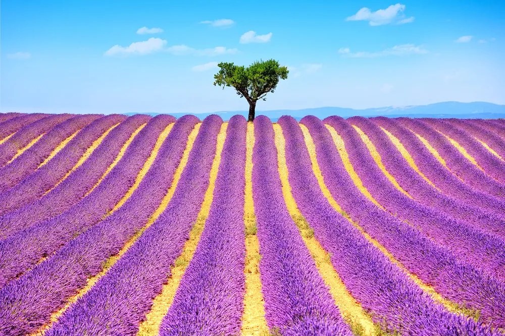 Carta da parati – Campo di lavanda provenzale