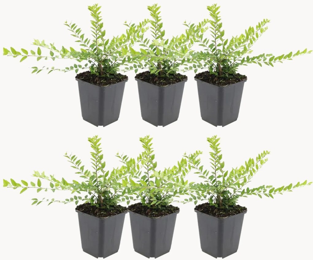 Set di 6 piante vere Honeysuckle Lonicera nitida Maigrün