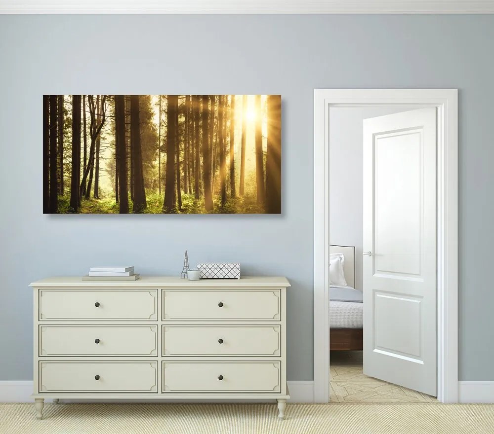 Quadro su tela – Foresta inondata di sole