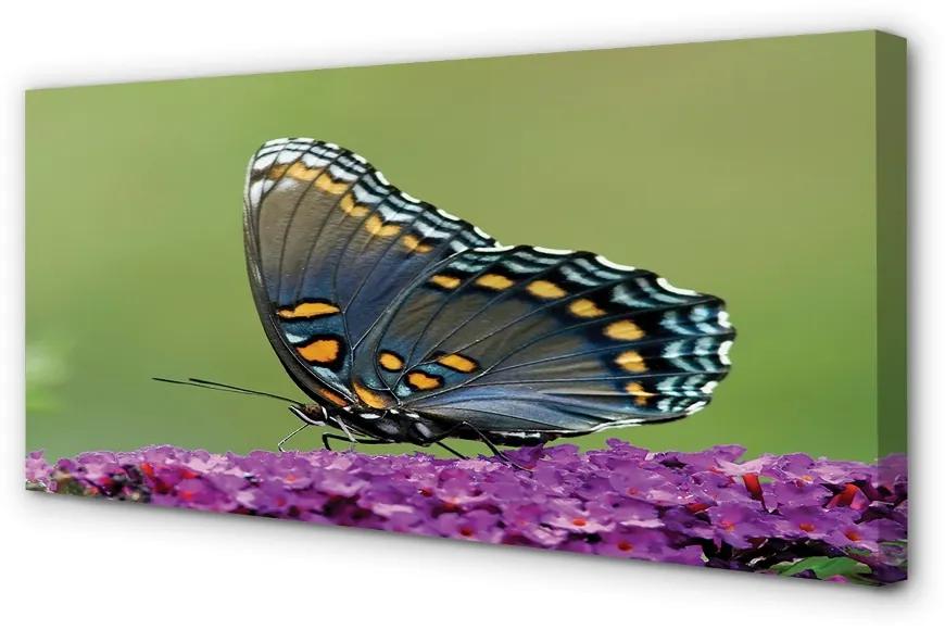 Quadro stampa su tela Farfalla colorata sui fiori 100x50 cm