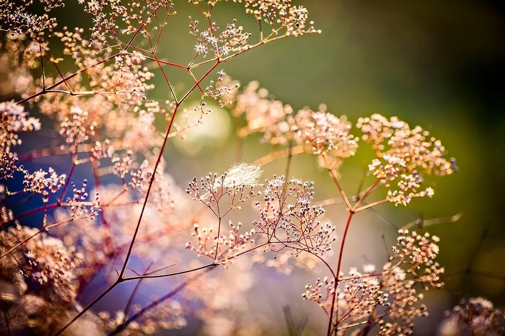 Carta da parati – Natura morta di fiori