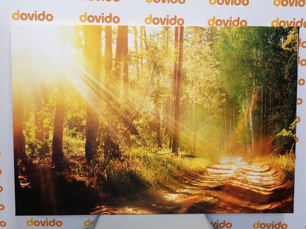 Quadro su tela – Raggi di sole nella foresta