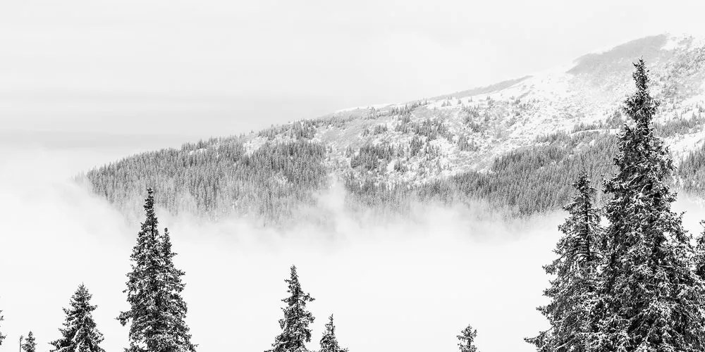 Quadro su tela – Alberi di pino innevati in bianco e nero