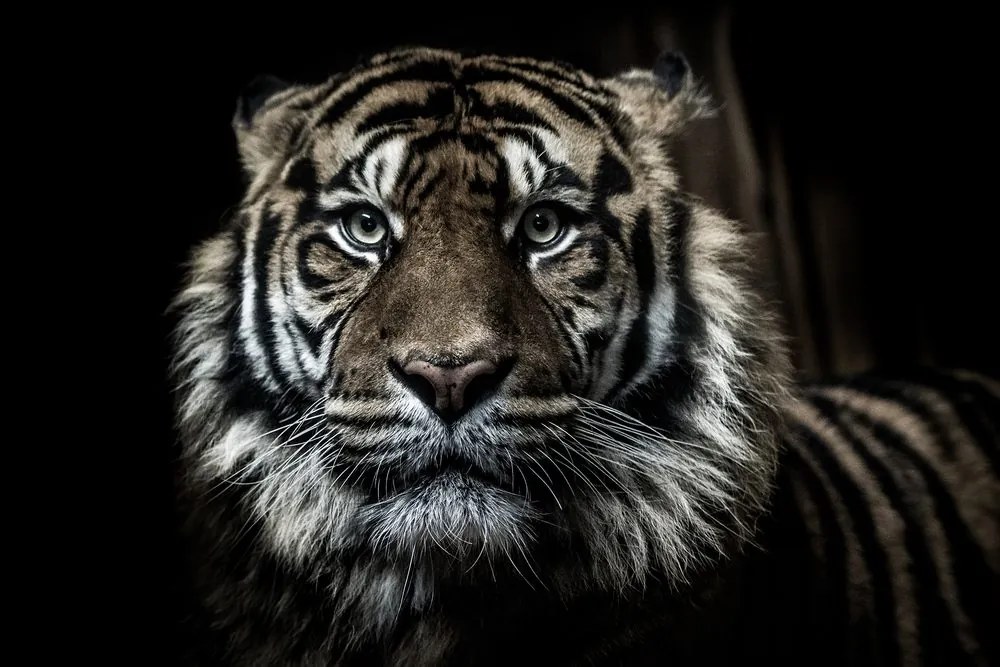Stampa su tela – Tigre