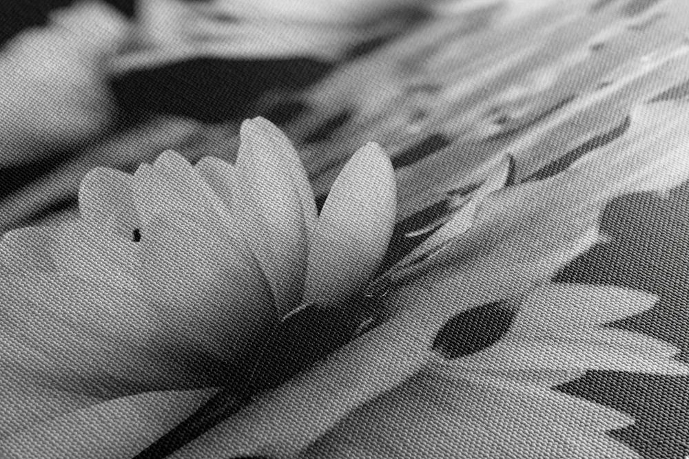 Stampa su tela – Fiore di loto in bianco e nero