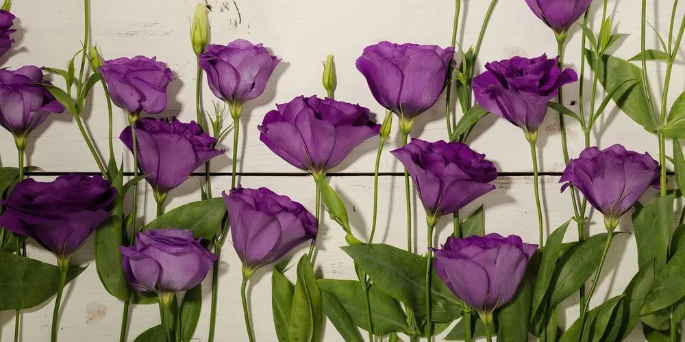 Stampa su tela – Splendidi fiori viola