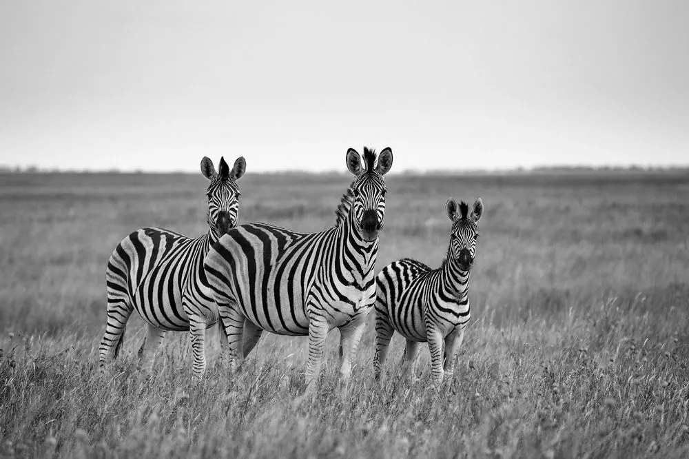 Carta da parati autoadesiva – Tre zebre in bianco e nero nella savana
