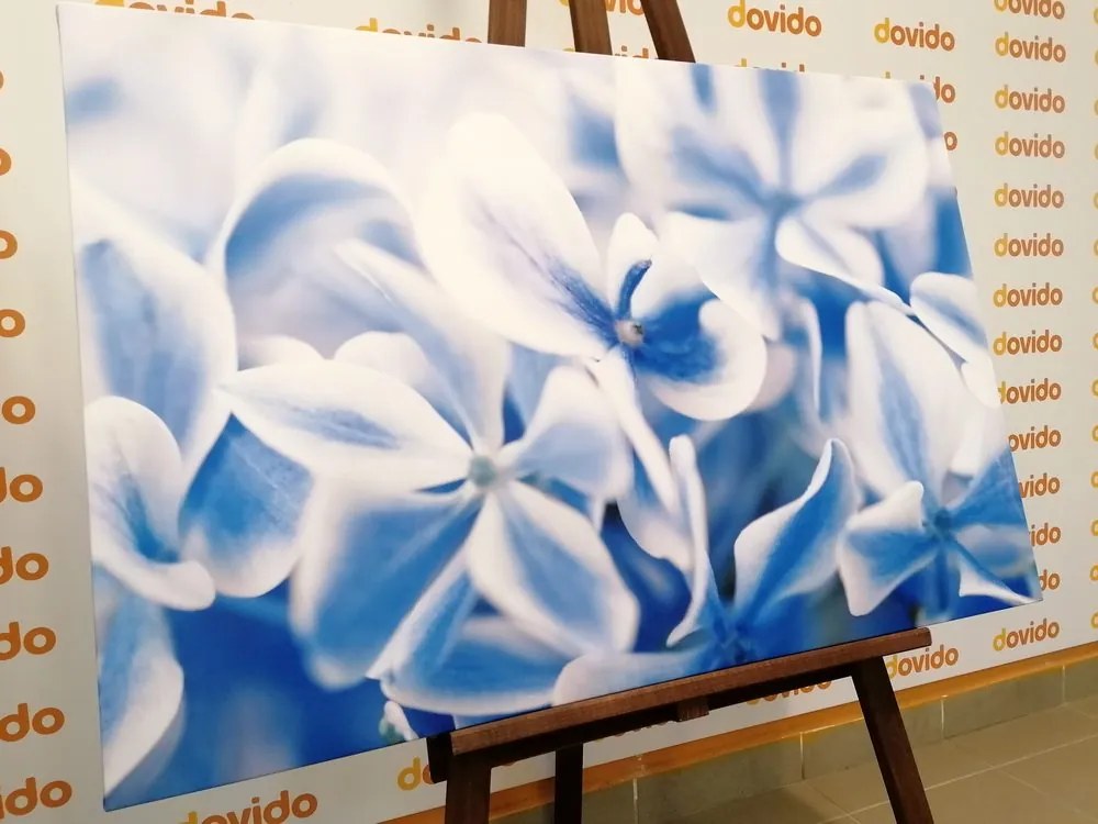 Quadro su tela – Fiori di ortensia in tonalità blu-bianco