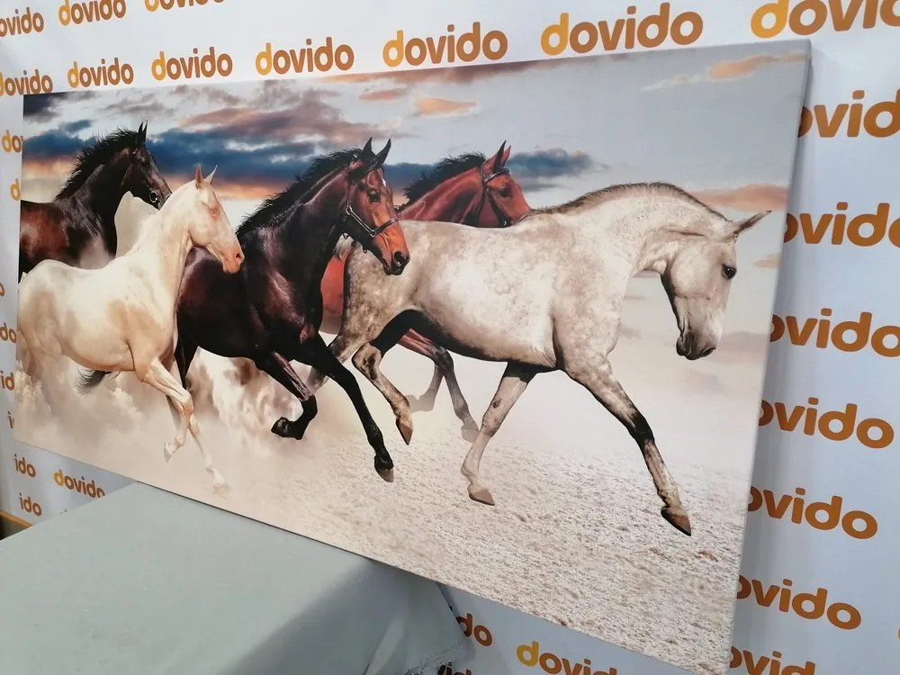 Stampa su tela – Branco di cavalli