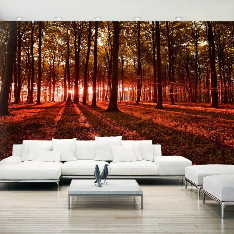 Fotomurale adesivo  Autumn Morning II  Larghezza x Altezza Home decor 490x280