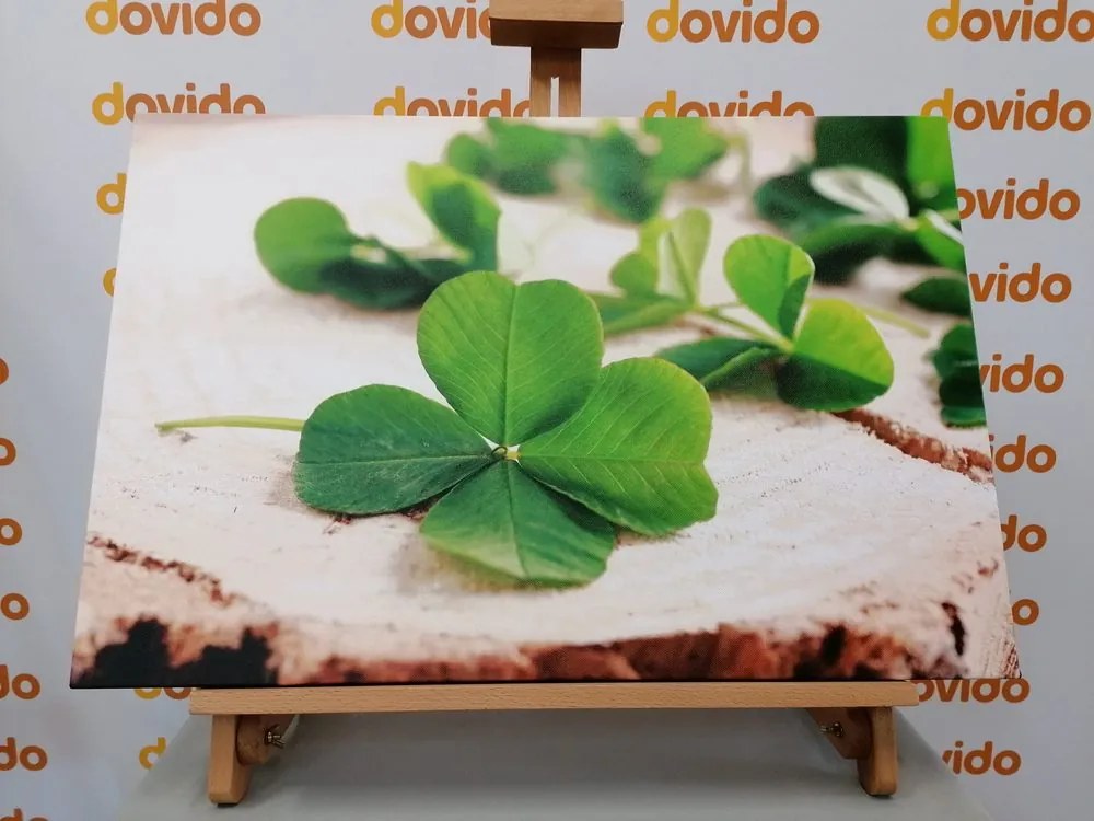 Quadro su tela – Quadrifogli verdi