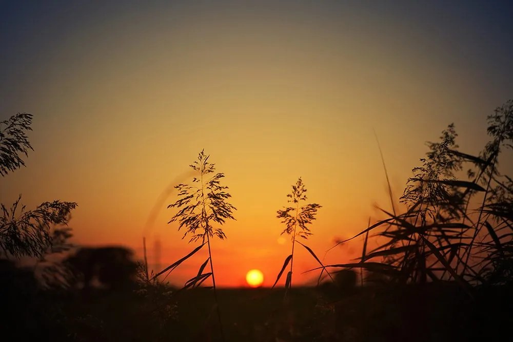 Carta da parati autoadesiva – Steli d'erba al tramonto