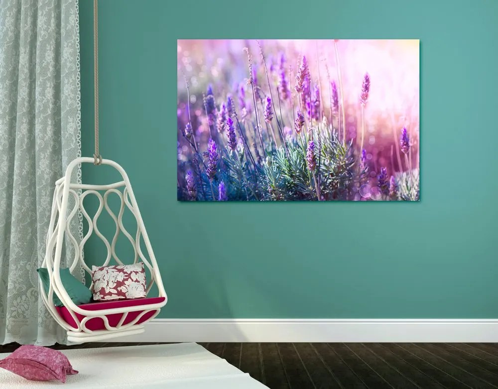 Quadro su tela – Fiori magici di lavanda
