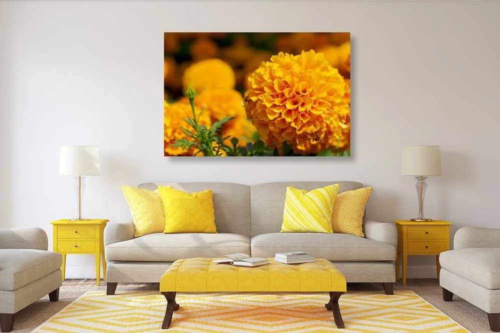 Quadro su tela – Calendula azteca