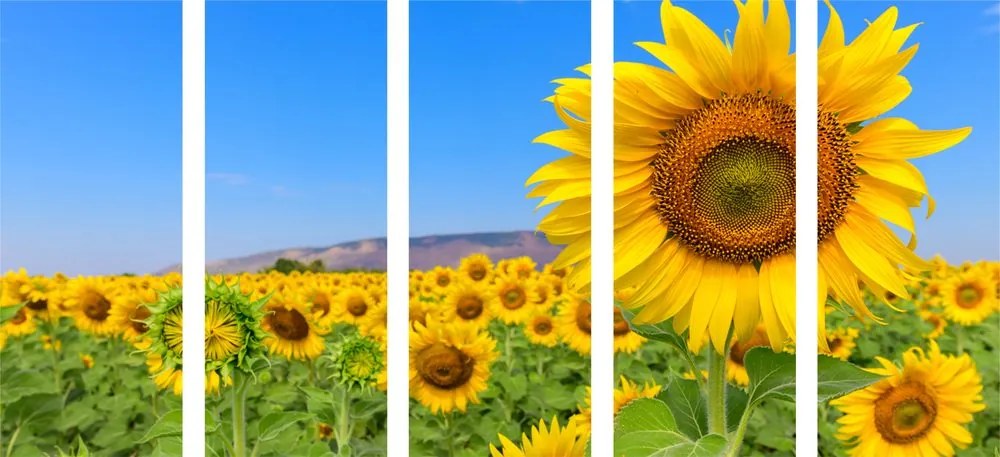 Quadri 5 pezzi – Campo di girasoli