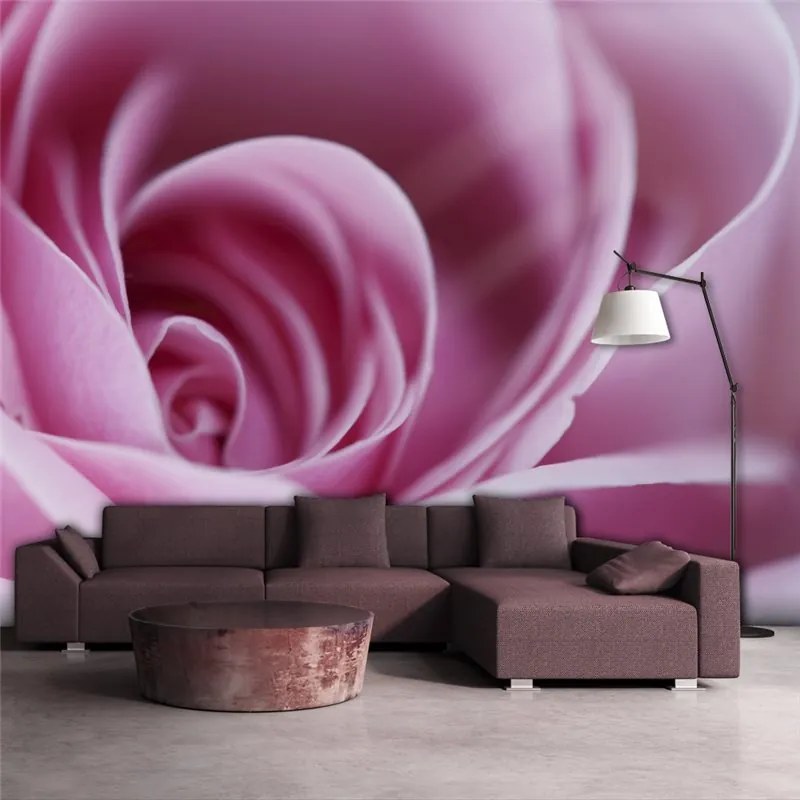 Fotomurale  Una rosa, rosa  Colore Grigio, Dimensioni e Misure 250x193