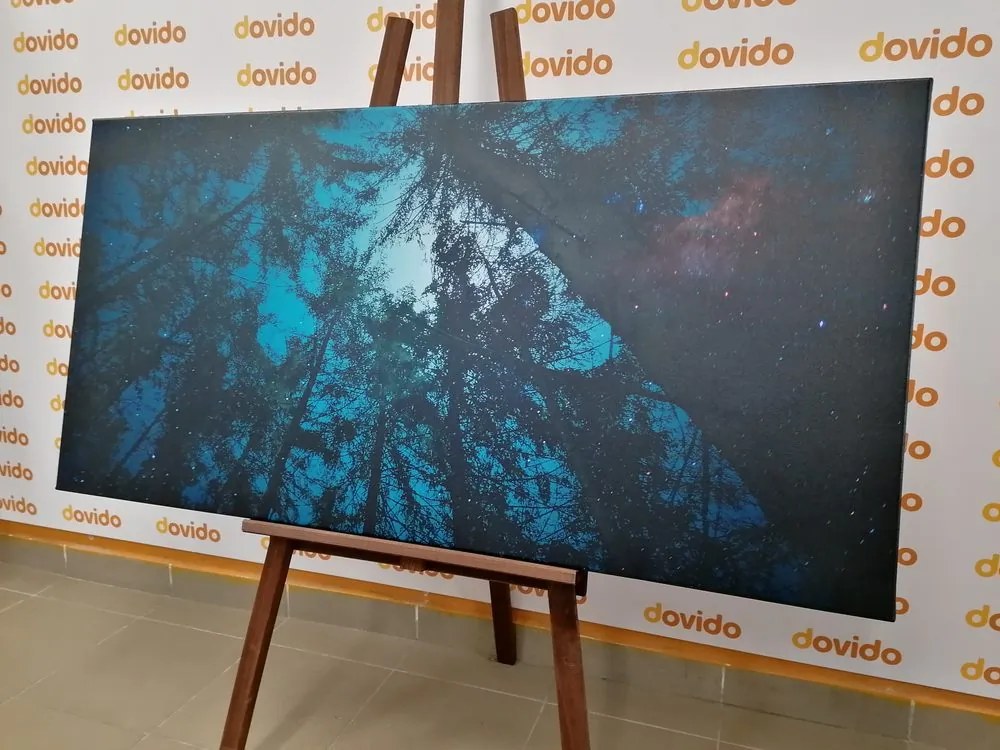 Stampa su tela – Foresta sotto il cielo notturno