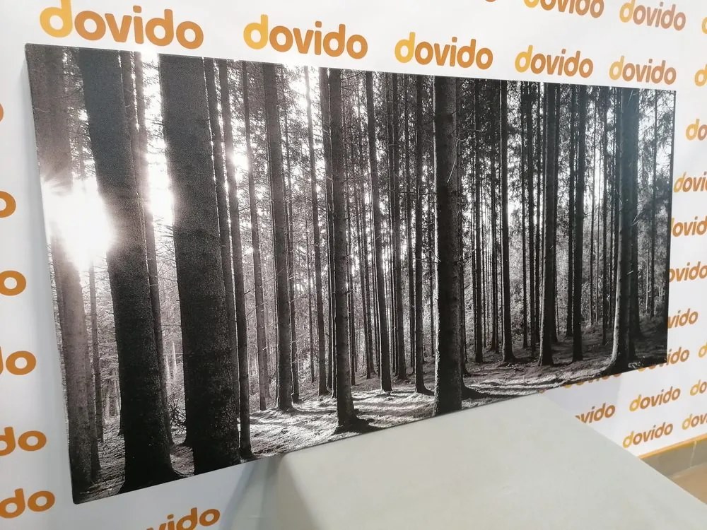 Quadro su tela – Mattina nella foresta in bianco e nero