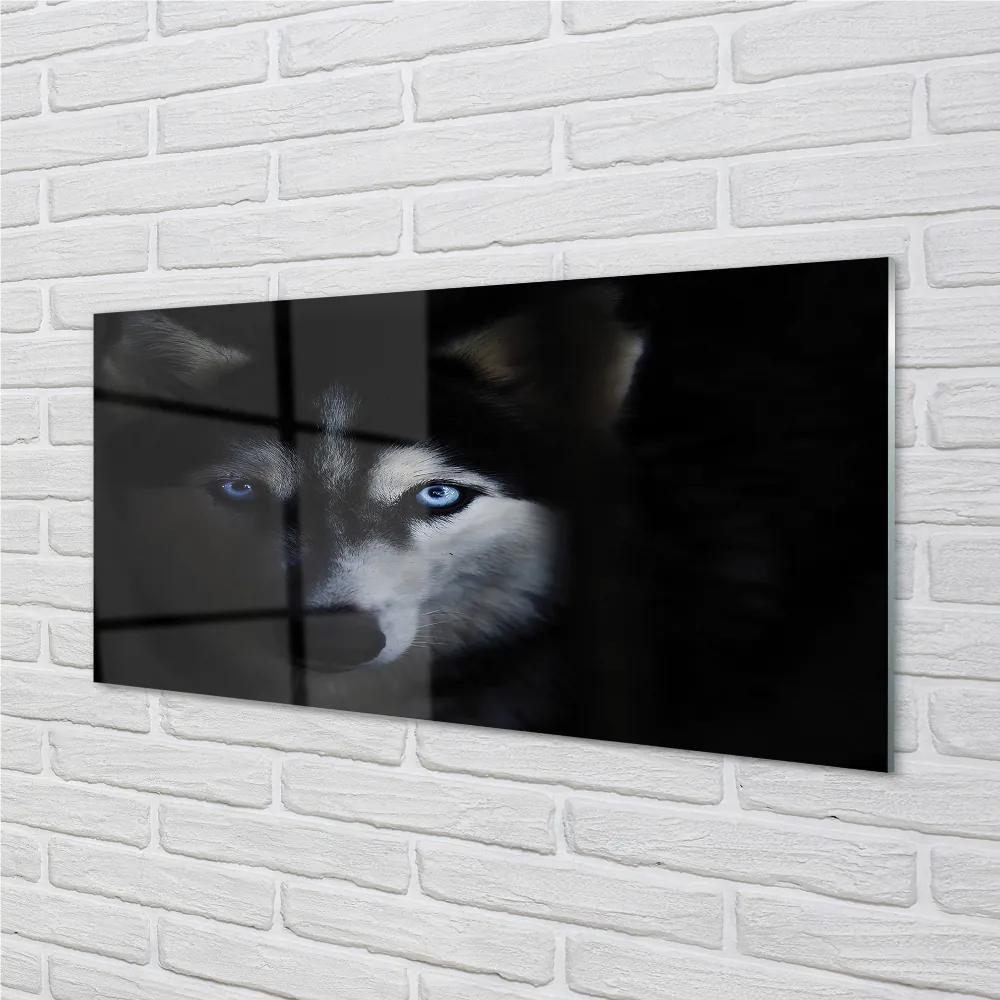 Rivestimento parete cucina Occhi di lupo 100x50 cm