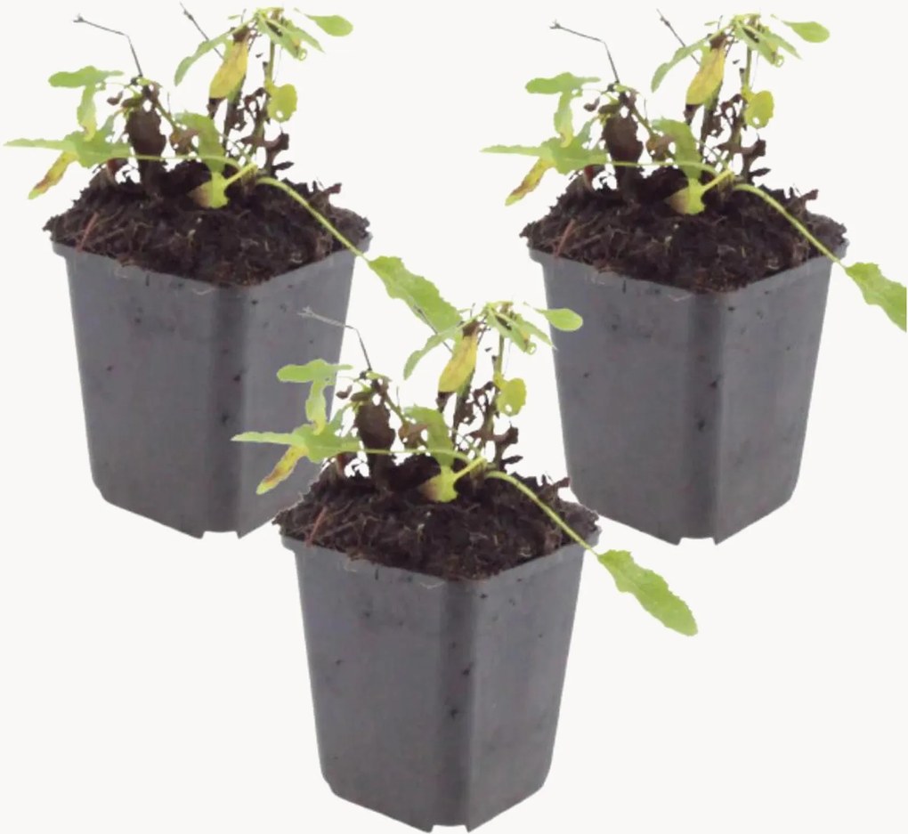 Set di 3 piante vere Salvia nemorosa Schneehügel