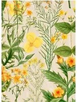 Blumentapete Mimulus von MINDTHEGAP - WP20323