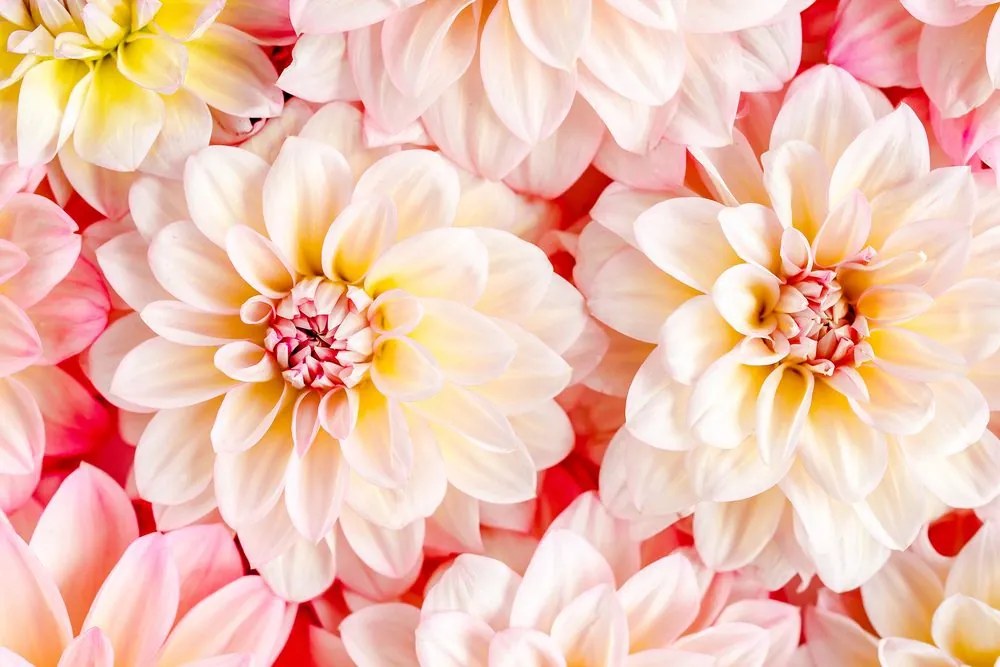 Stampa su tela – Fiori delicati di dalia