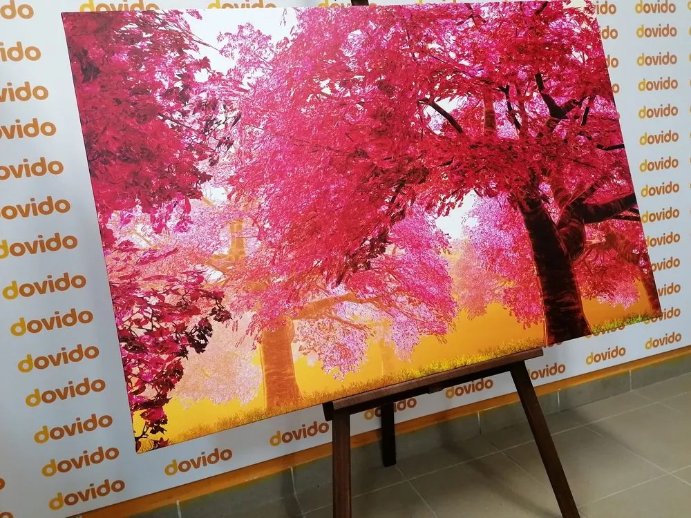 Quadro su tela – Magici alberi di ciliegio in fiore