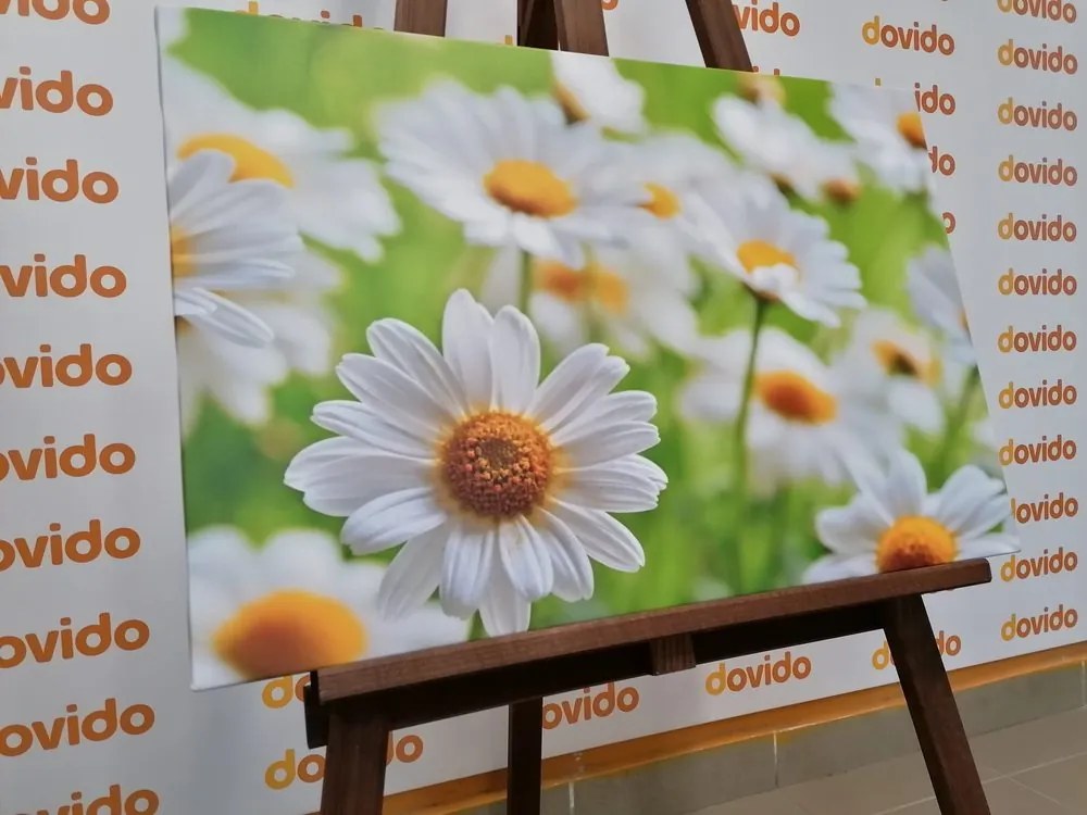 Stampa su tela – Prato primaverile pieno di fiori