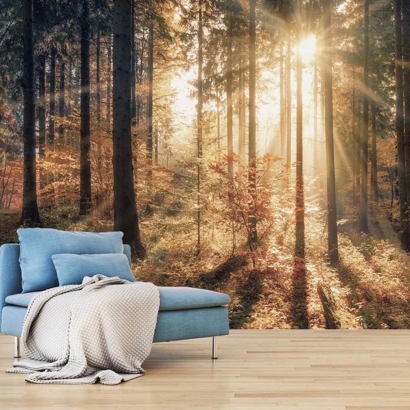 Fotomurale adesivo  Autumnal Forest  Larghezza x Altezza Home decor 245x175