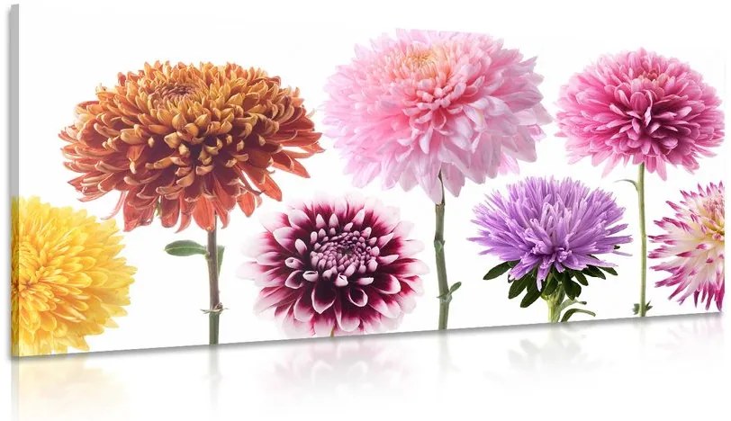 Quadro su tela – Fiori di dalia in design variegato
