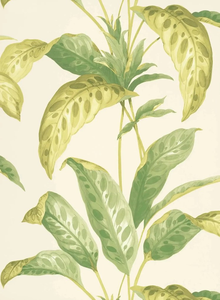 Paint & Paper Library Carta da parati Tropicane - Chelsea Green