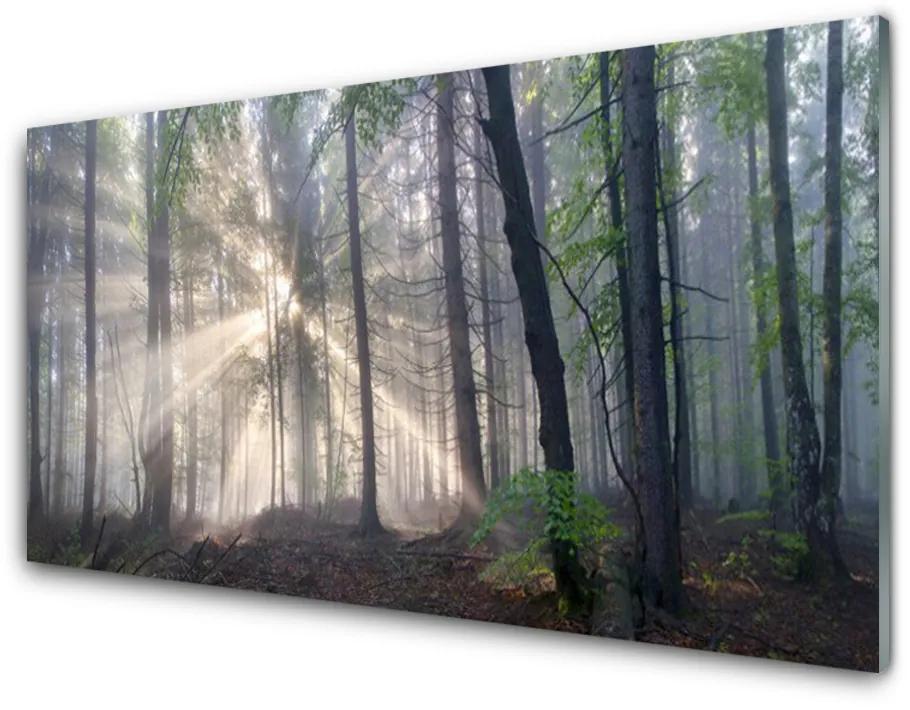 Quadro in vetro acrilico Alberi della natura della foresta 100x50 cm