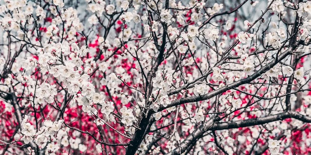 Quadro su tela – Fiori di pesco