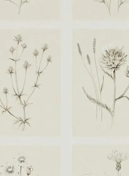 Botanische Tapete Little Thistles von Sanderson - Ecru