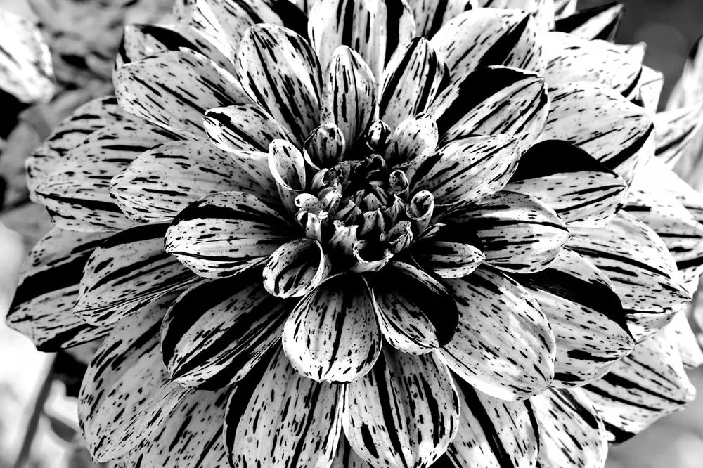 Carta da parati – Dalia esotica in bianco e nero